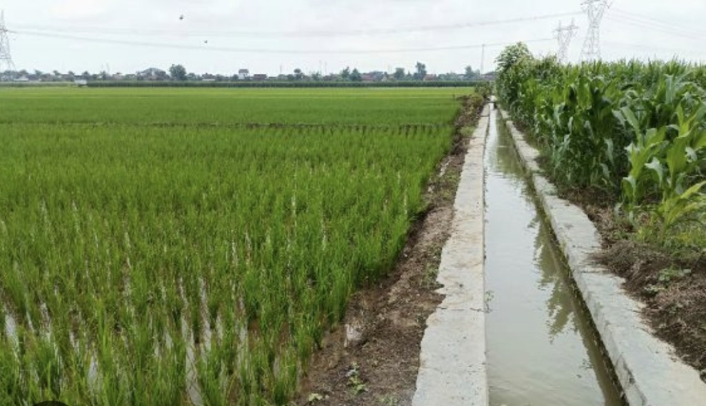 Salah satu potensi Desa Apha adalah lahan pertanian yang cukup baik