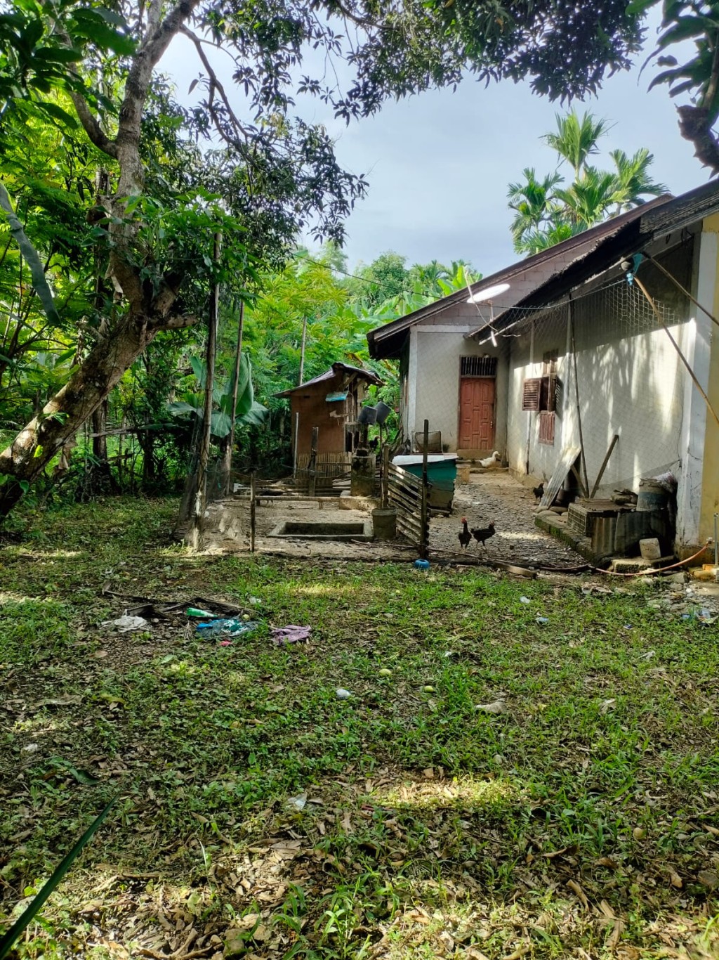Selanjutnya Desa Apha memiliki potensi mengembangkan peternakan seperti kambing dan ayam kampung