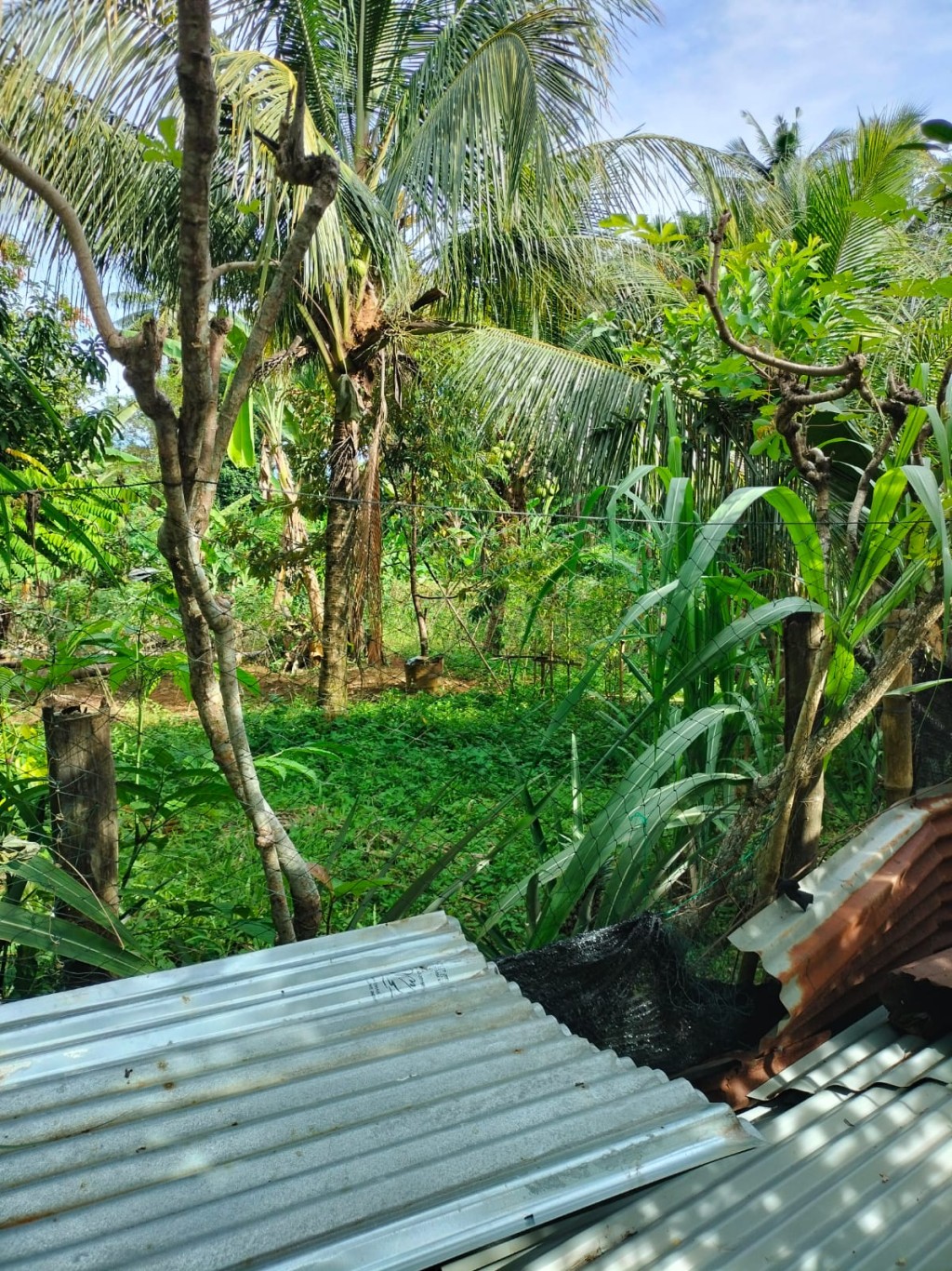 potensi selanjutnya adalah perkebunan, yang dimana kelapa, pala, dan lainnya tumbuh dengan baik